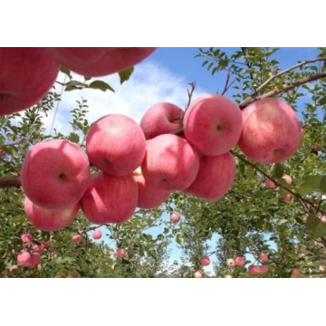 A Grade Fresh Red FUJI Apple